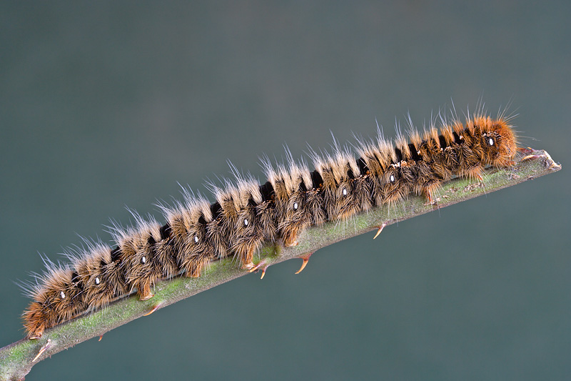 Bruco di Lasiocampide? - S, Lasiocampa quercus